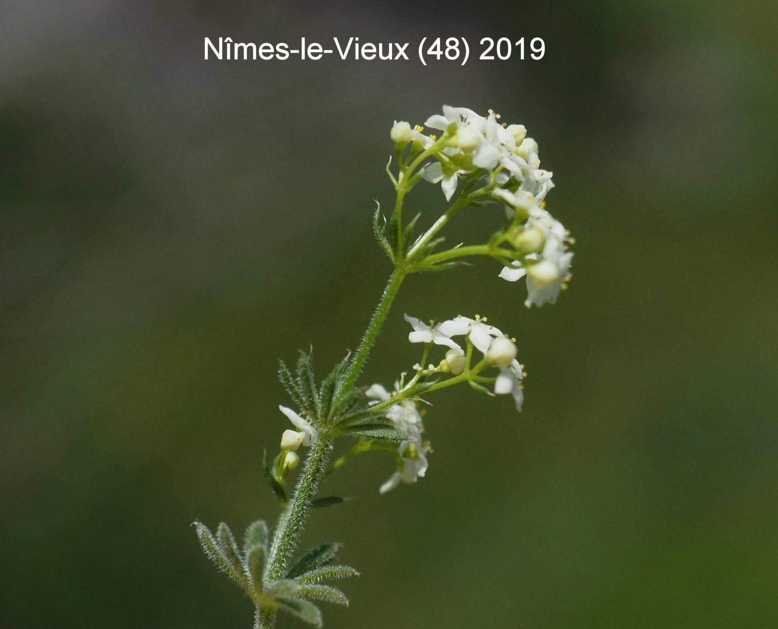 Bedstraw, [Unequal-leaved]